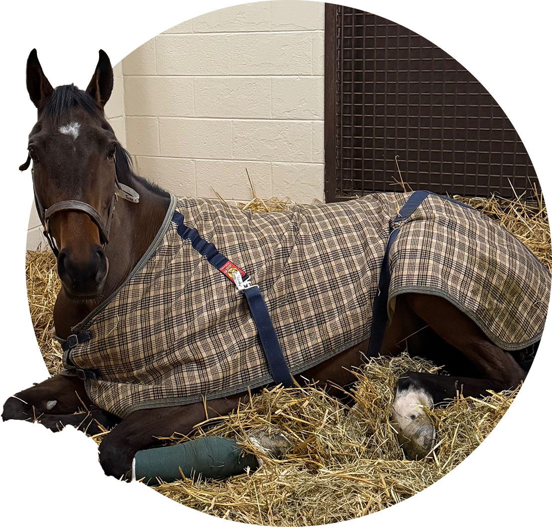 Horse resting in care